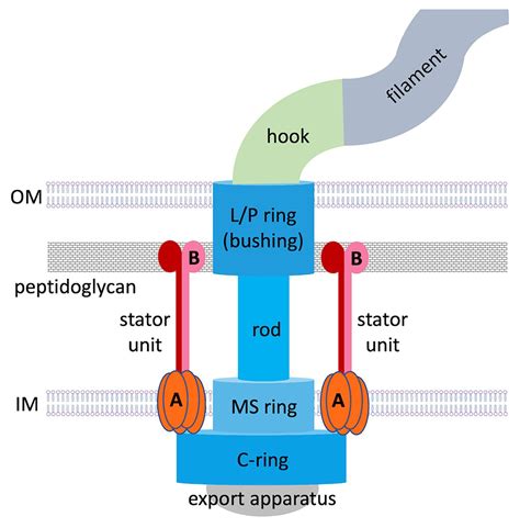 Frontiers The Structure Composition And Role Of Periplasmic Stator