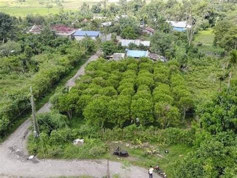 Sqm Residential Farm For Sale In Goa Camarines Sur Lots June