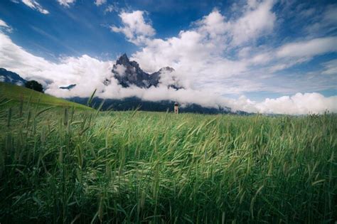 Premium Photo Summer Alpine Meadow