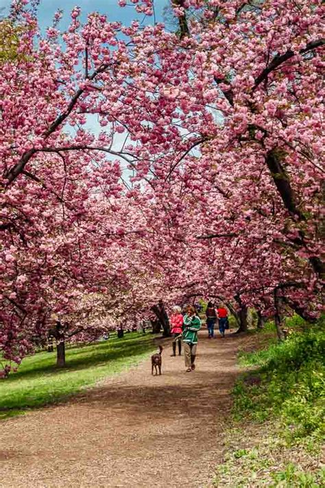 Cherry Blossoms Central Park_7 – The Wanderbug