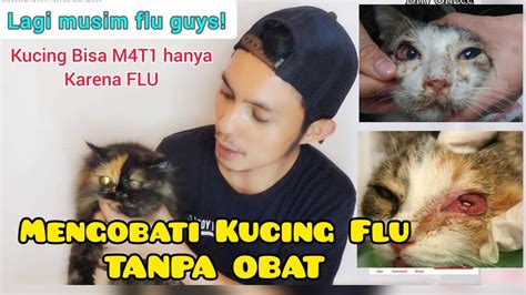 MENGOBATI KUCING FLU TANPA OBAT Cara Mengobati Kucing Flu Di Rumah