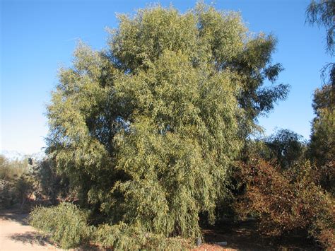 Acacia Salicina Willow Acacia — Australian Outback Plants Native