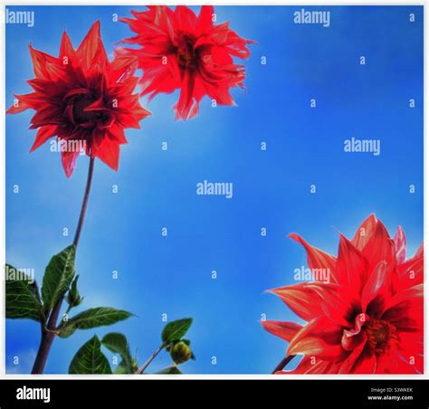 Red dahlias, blue sky Stock Photo - Alamy