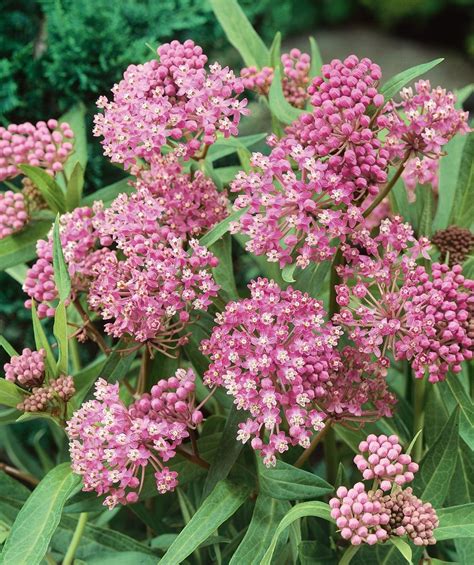 Cinderella Swamp Milkweed Spring Flowering Bulbs Milkweed Swamp