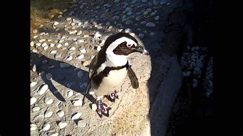 The Memphis Zoo Penguin Exhibit Youtube