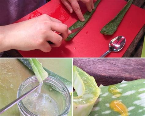 How To Harvest Aloe Vera The Practical Herbalist