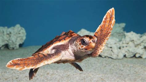 Baby Loggerhead Sea Turtle Makes A Splash At Monterey Bay Aquarium