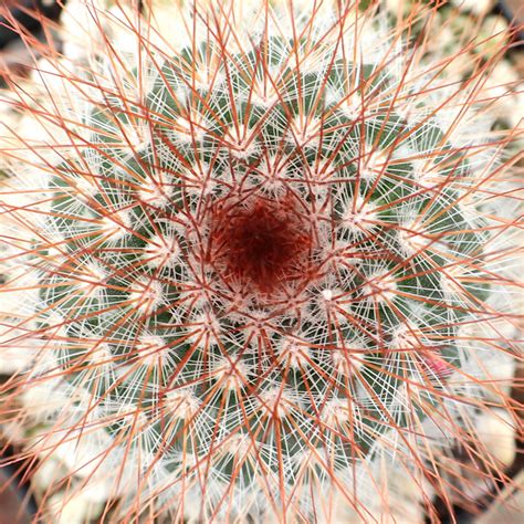 Mammillaria Spinosissima Red Headed Irishman Mcg™