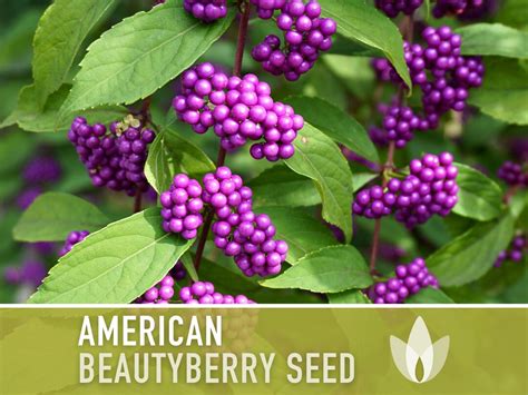 Beautyberry Seeds, American Heirloom Seeds, Callicarpa Americana ...