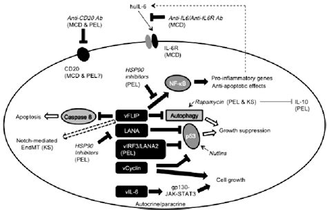 Kshv Gene Products And Potential Viral Targets For The Treatment Of