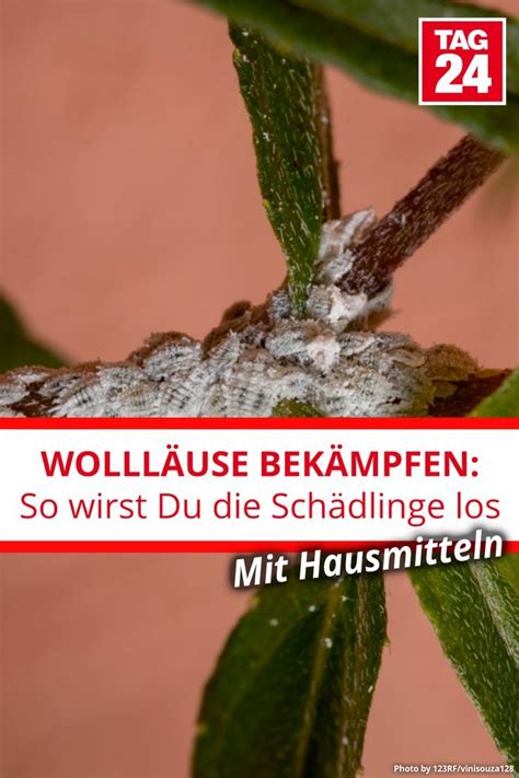 Nicht nur mit chemischen Mitteln kann man Wollläuse bekämpfen Mit