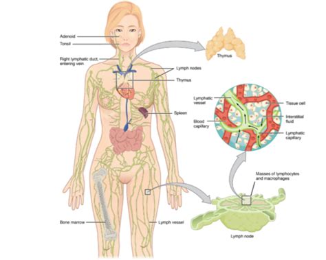 Chp 21 Lymphatic Immune System Flashcards Quizlet