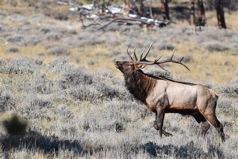 24 Colorado Archery Elk Season 2023 BrigenFarzaneh