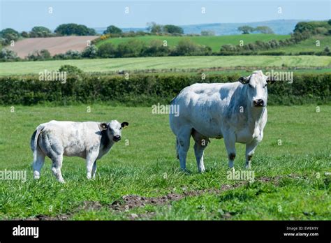Pedigree British Blue Cow And Calf A Beef Breed With Heavy Muscling