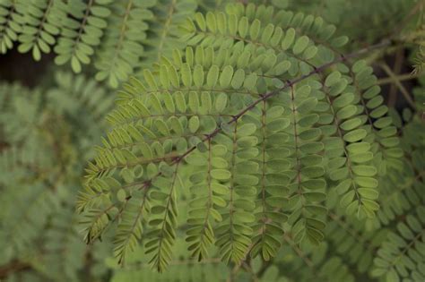 Mercer Botanic Gardens In Humble Tx