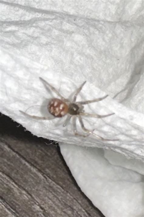 Southern Indiana - Spider Identification : r/spiders