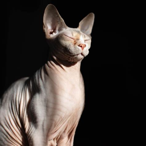 If you’re wondering what to know before getting a sphynx cat or already ...