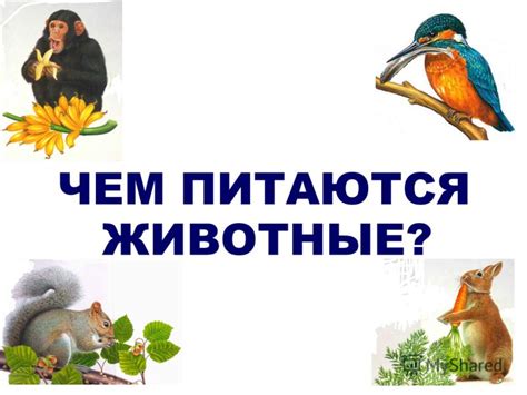 Презентация на тему: "ЖИВОТНЫЕ? ЧЕМ ПИТАЮТСЯ. Белки - травоядные ...
