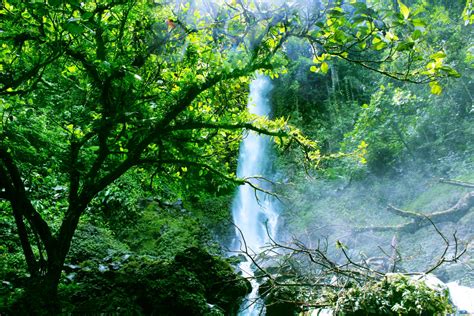 Free Images Tree Nature Waterfall Branch Wood Sunlight Leaf Flower Green Jungle