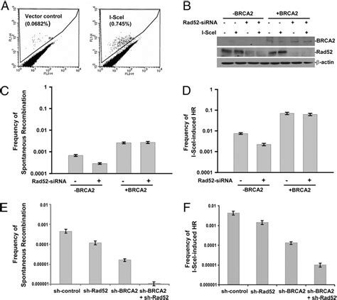 Figure From Rad Inactivation Is Synthetically Lethal With Brca