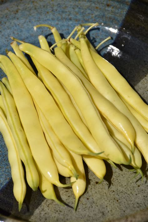 Yellow Bush Bean Phaseolus Vulgaris Yellow Bush In Orange County Ca California Ca At Roger