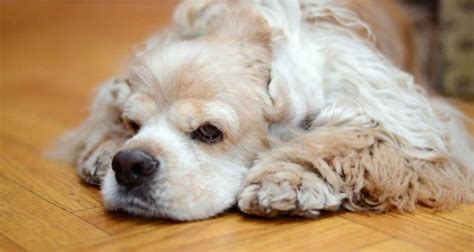 Gastritis Beim Hund Symptome Anzeichen Richtig Erkennen