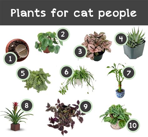 Plants For Cat People 10 Budget Friendly And Easy To Find Plants That Are Also Safe For Cats