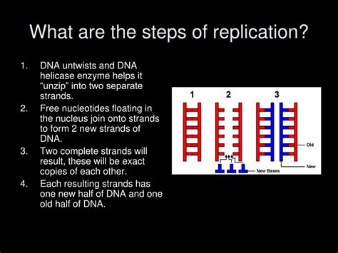 Ppt Dna Replication Chromosomes And The Cell Cycle Powerpoint