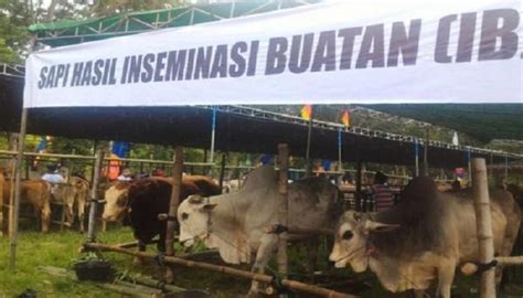 Ekor Sapi Di Sumedang Kawin Suntik Demi Tingkatkan Produktivitas