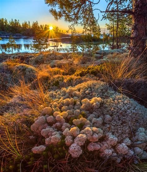 Растения Карелии - фото и картинки: 65 штук