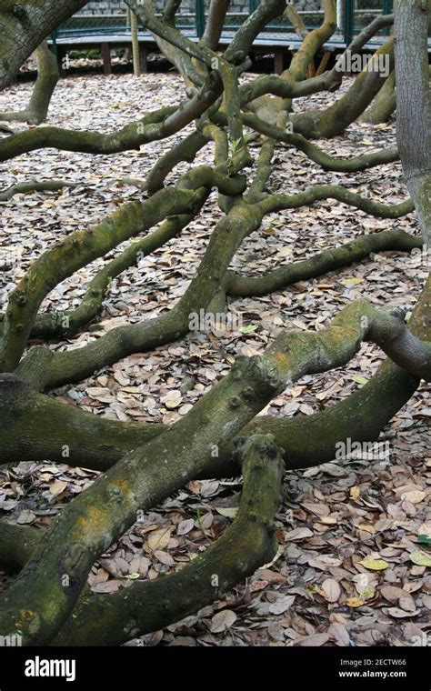 El Rbol De Anacardo M S Grande Del Mundo Fotograf A De Stock Alamy