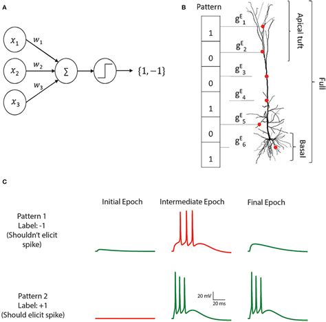 Frontiers Perceptron Learning And Classification In A Modeled