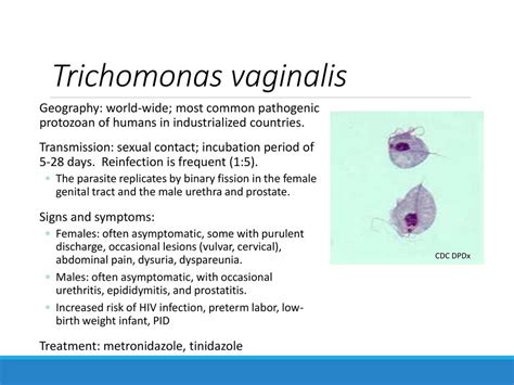 Advances In Clinical Microbiology Molecular Diagnostics Ppt Download