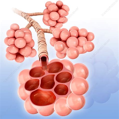 Lung Alveoli Illustration Stock Image F Science Photo