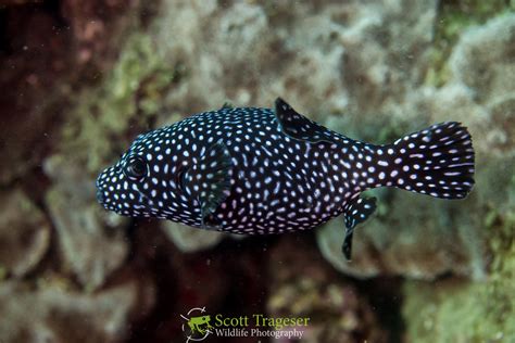 Guineafowl Puffer Arothron Meleagris Guineafowl Puffer Flickr