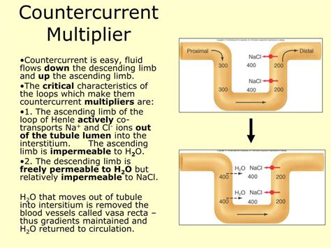 Countercurrent Multiplier System Diagram Eamcet Zoology: Cou