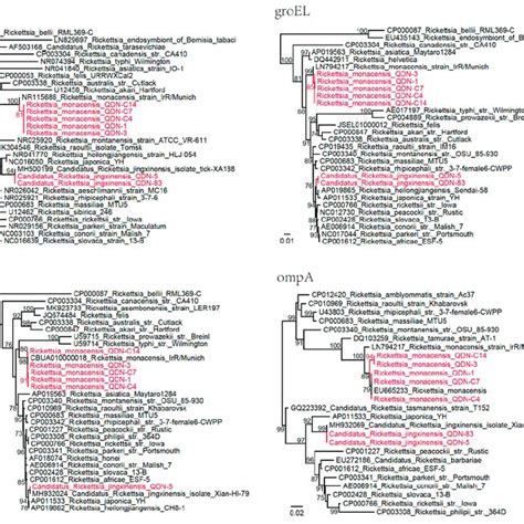 Phylogenetic Trees Based On The Nucleotide Sequences Of 16s Rrna Rrs