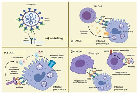 Vaccines Free Full Text Overview Of Neutralizing Antibodies And