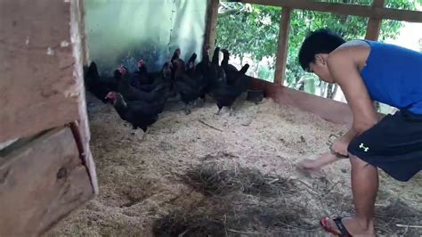 Paano Mawala Ang Kuto Ng Manok Sa Pamamagitan Ng Tanglad Madre Cacao