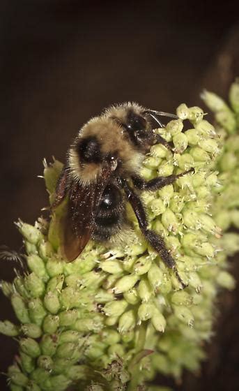 Bombus Balteatus Bombus Insularis Bugguidenet