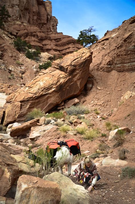 The Explorer Wilderness Ridge Trail Llamas