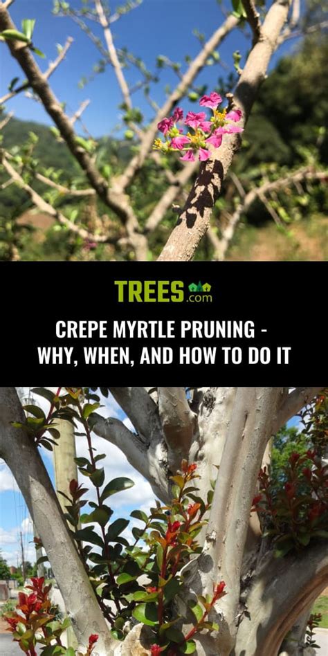 Crepe Myrtle Pruning - Why, When, and How to do It | Trees.com