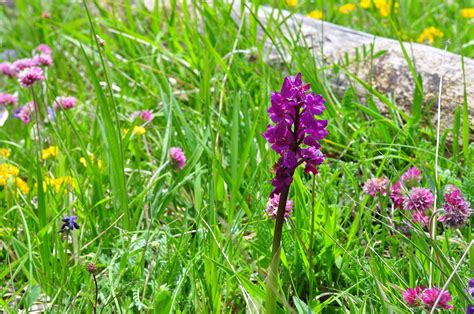 Le Prime Fioriture Colorate Del Parco Dei Colli Euganei