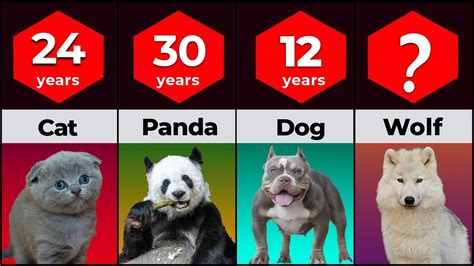 Shortest And Longest Lifespan Of Animals With Interesting Facts Youtube