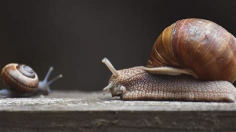 Conoce el profundo significado de que aparezca un caracol en tu jardín