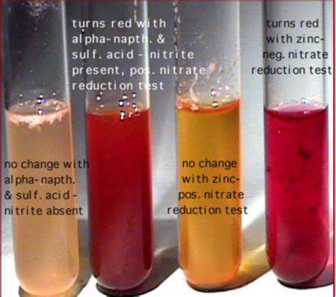 Microbiology Lab Practical 2 Flashcards Quizlet