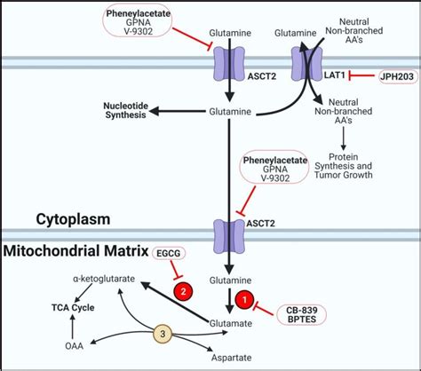 Glutamine Metabolism Thyroid Cancer Cells Overexpress Glutamine