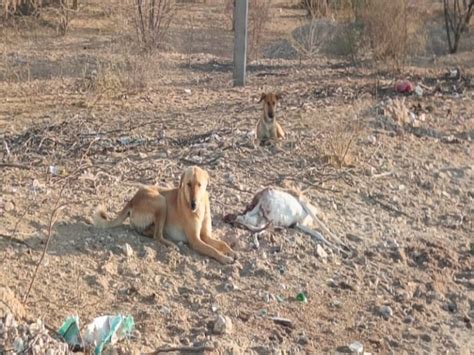 आवारा कुत्तों के झुंड के हमले से हिरण की मौत जानिये पूरी घटना के बारे में डाइनामाइट न्यूज़