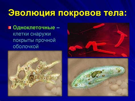 Покровы тела животных - презентация онлайн
