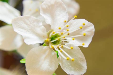 Free Images Branch Blossom White Flower Petal Food Green